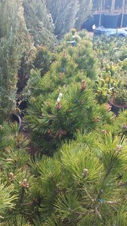 Сосна белокорая Компакт Джем (Compact Gem)