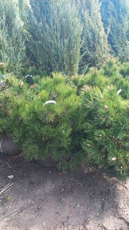 Сосна белокорая Компакт Джем (Compact Gem)