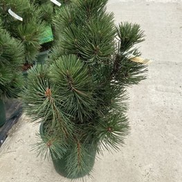 Сосна белокорая Компакт Джем (Compact Gem)