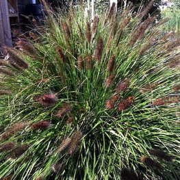 Перистощетинник Блэк Бьюти (Black Beauty)