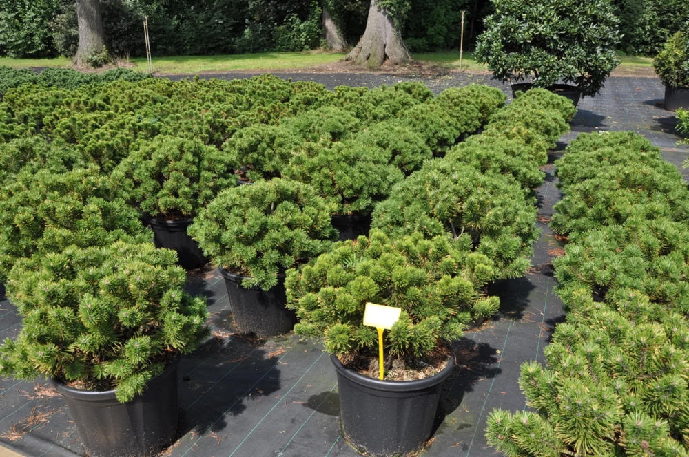 Сосна горная Винтер Голд (Winter Gold)