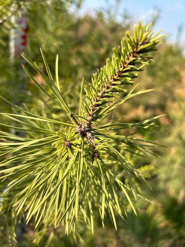 Сосна горная Винтер Голд (Winter Gold)