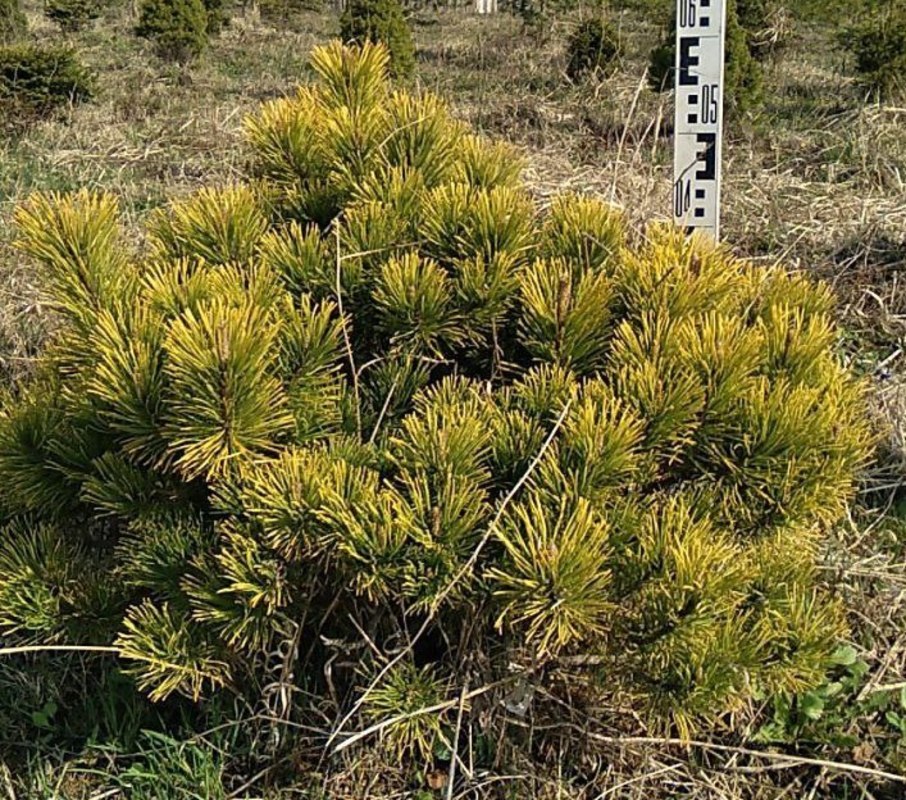 Сосна горная Винтер Голд (Winter Gold)