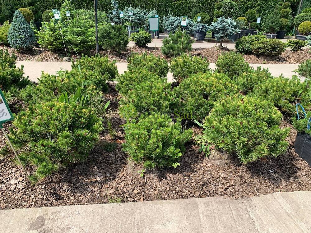 Сосна горная Винтер Голд (Winter Gold)