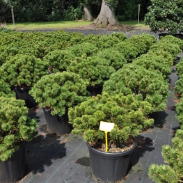 Сосна горная Винтер Голд (Winter Gold)