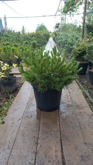 Сосна горная Винтер Голд (Winter Gold)