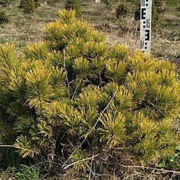 Сосна горная Винтер Голд (Winter Gold)