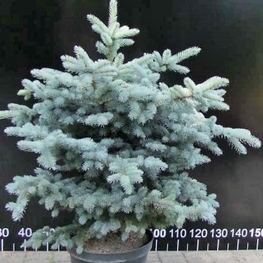Ель голубая Глаука Компакта (Glauca Compacta)