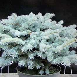 Ель голубая Глаука Компакта (Glauca Compacta)