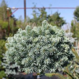 Ель голубая Глаука Компакта (Glauca Compacta)