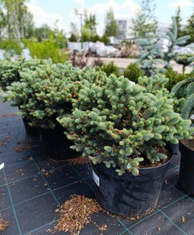 Ель голубая Глаука Компакта (Glauca Compacta)