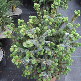 Ель ситхинская Зильберцверг (Silberzwerg)