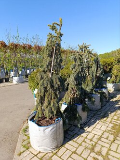 Ель голубая Зе Блюз (The Blues)