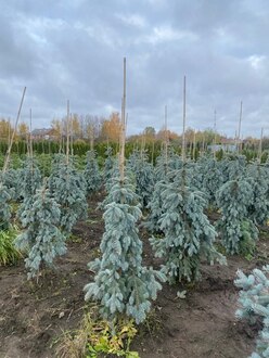 Ель голубая Зе Блюз (The Blues)