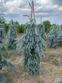 Ель голубая Зе Блюз (The Blues)