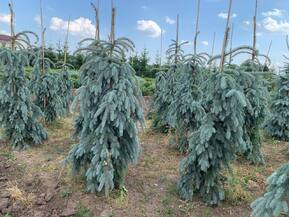 Ель голубая Зе Блюз (The Blues)