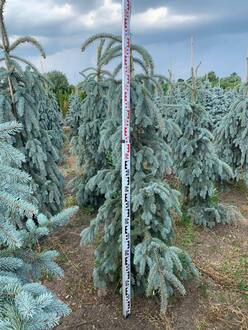 Ель голубая Зе Блюз (The Blues)