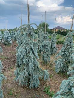 Ель голубая Зе Блюз (The Blues)