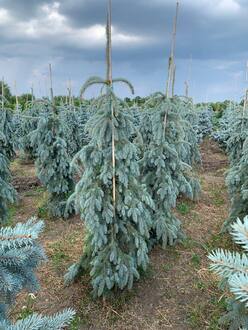 Ель голубая Зе Блюз (The Blues)