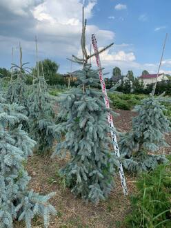 Ель голубая Зе Блюз (The Blues)
