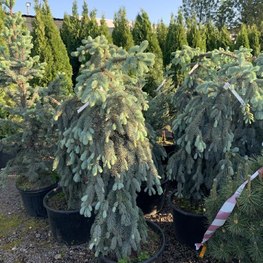 Ель голубая Зе Блюз (The Blues)