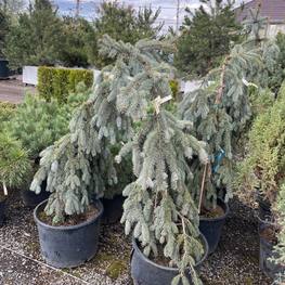 Ель голубая Зе Блюз (The Blues)