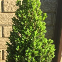 Ель канадская Перфекта (Perfecta)