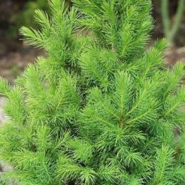 Ель канадская Коника Десембер (Conica December)