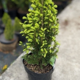 Ель канадская Коника Десембер (Conica December)