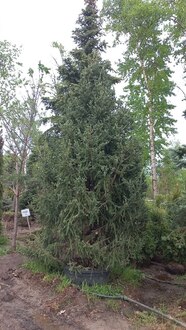 Ель лицзянская Рубесценс (Rubescens)