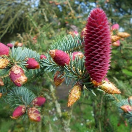 Ель лицзянская Рубесценс (Rubescens)