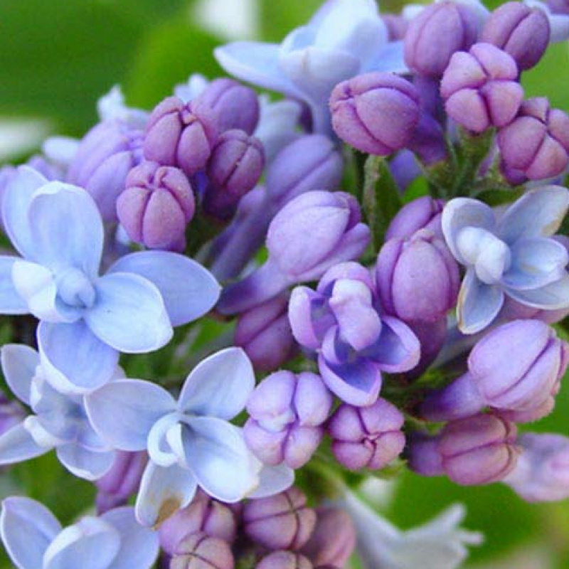 Сирень обыкновенная Карпе Дием (Carpe Diem)