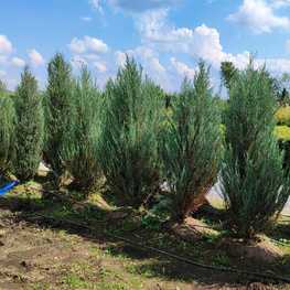 Можжевельник скальный Блю Ивори (Blue Ivory)