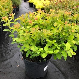 Спирея густоцветковая Денсифлора (Spiraea densiflora)