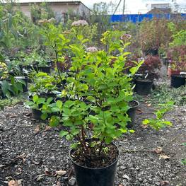 Спирея густоцветковая Денсифлора (Spiraea densiflora)