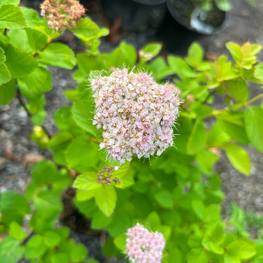 Спирея густоцветковая Денсифлора (Spiraea densiflora)