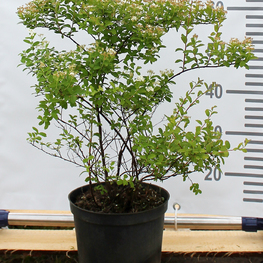 Спирея густоцветковая Денсифлора (Spiraea densiflora)
