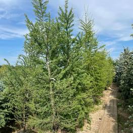 Лиственница сибирская