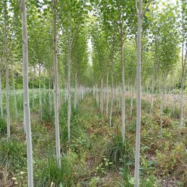 Тополь берлинский