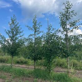 Тополь дрожащий (осина)
