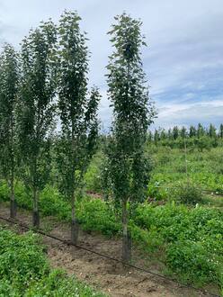 Тополь "Памяти Вавилова"