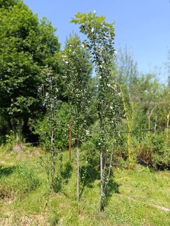 Тополь "Памяти Вавилова"