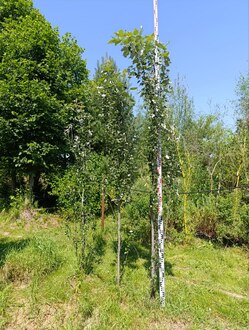 Тополь "Памяти Вавилова"