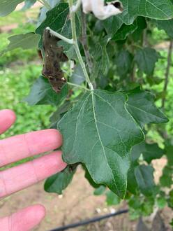 Тополь "Памяти Вавилова"