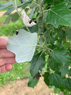 Тополь "Памяти Вавилова"