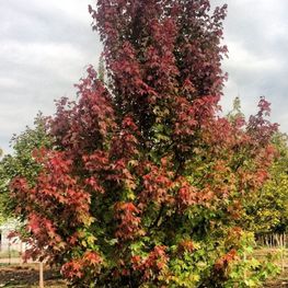 Клен красный Бургунди Бель (Burgundy Belle)