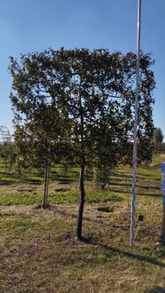 Яблоня "Прериефайер" (шпалера)