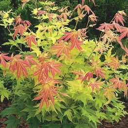 Клен дланевидный Ацер палматум (Acer palmatum)