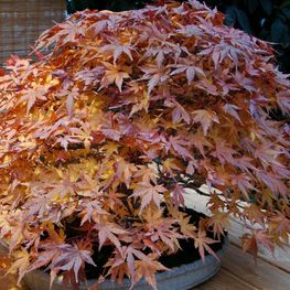 Клен дланевидный Ацер палматум (Acer palmatum)