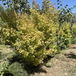 Клен дланевидный Ацер палматум (Acer palmatum)